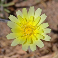 Yellow Tackstem, Calycoseris parryi